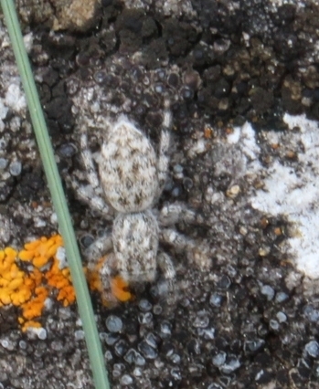 Salticus conjonctus