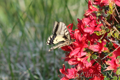 Papilio machaon hippocrates