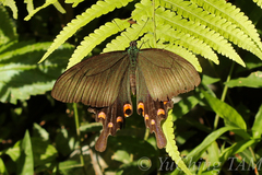 Papilio ryukyuensis