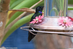 Coeligena helianthea