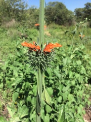 Leonotis nepetifolia nepetifolia