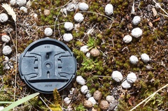 Oryctolagus cuniculus cuniculus