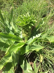 Eucomis autumnalis