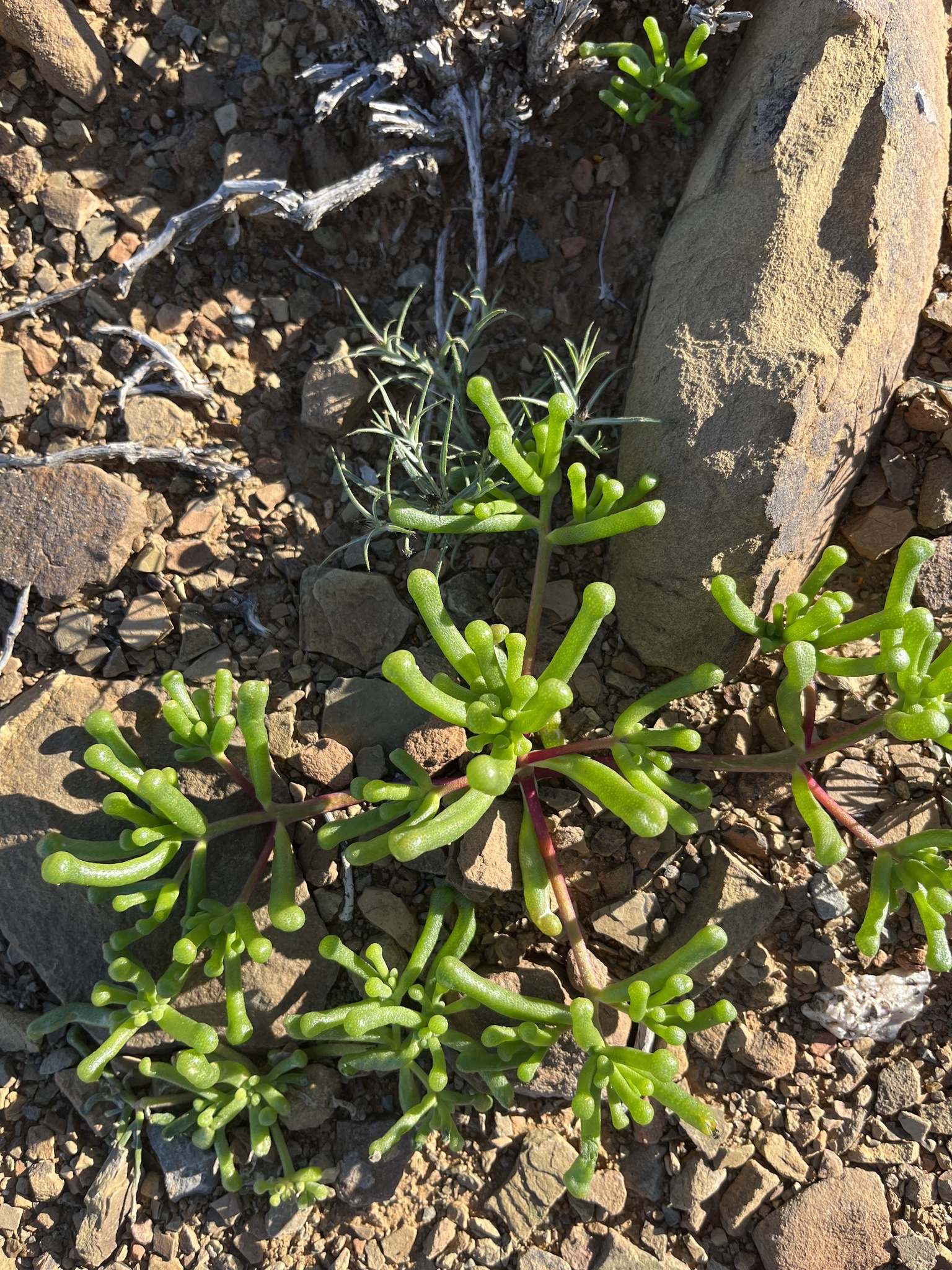 Mesembryanthemum subtruncatum L. Bolus