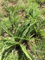 Hypoxis hemerocallidea