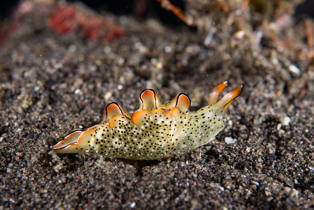 Tri-banded Taco Slug