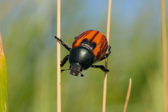 Anisoplia austriaca