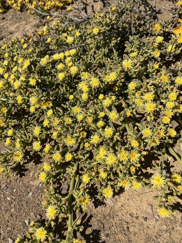 Mesembryanthemum inachabense