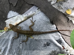 Anolis luciae