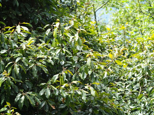 Image of Quercus morii by no rights reserved