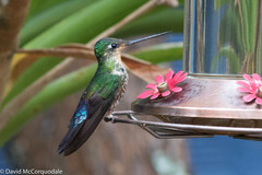 Coeligena helianthea