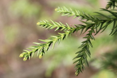 Cryptomeria japonica