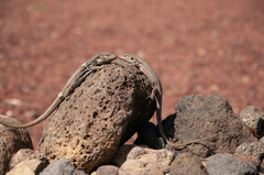 Gallotia galloti galloti