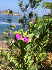 Polygala myrtifolia