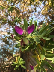Polygala myrtifolia
