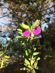 Polygala myrtifolia
