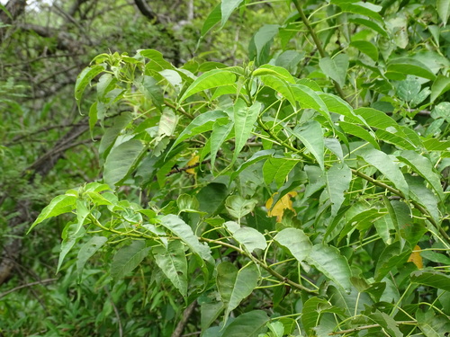 Image of Ipomoea pauciflora by (c) Alexis López Hernández, some rights reserved (CC BY)