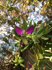 Polygala myrtifolia