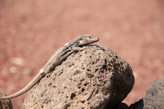 Gallotia galloti galloti