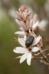 Tropinota squalida canariensis