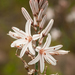 Branched Asphodel - Photo (c) Dmitry Ivanov, some rights reserved (CC BY-NC), uploaded by Dmitry Ivanov
