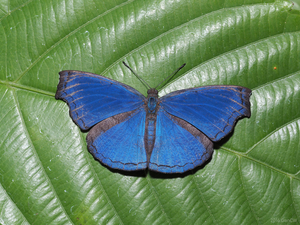 Blue Dandy