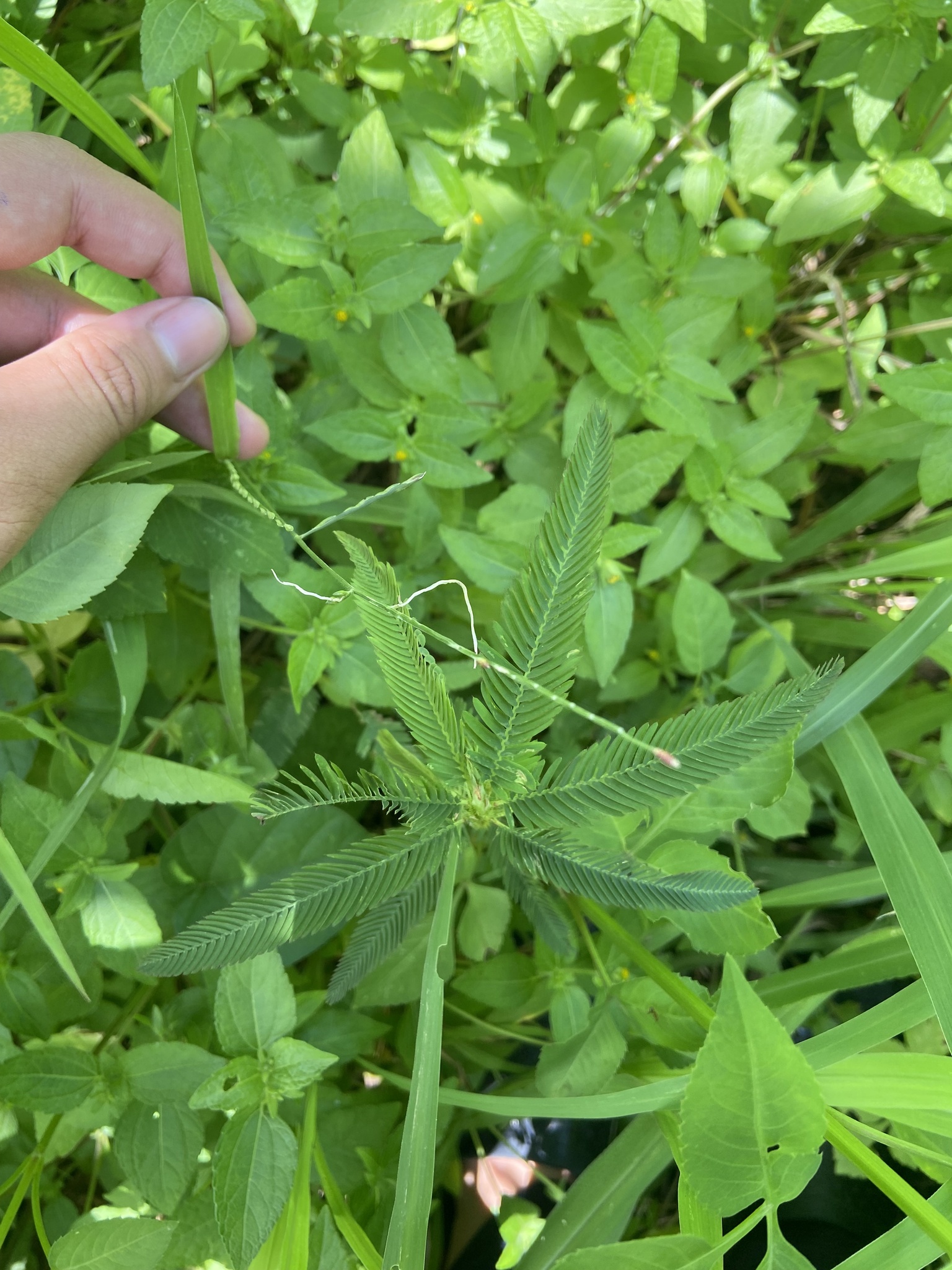 Urochloa distachyos — ảnh 3