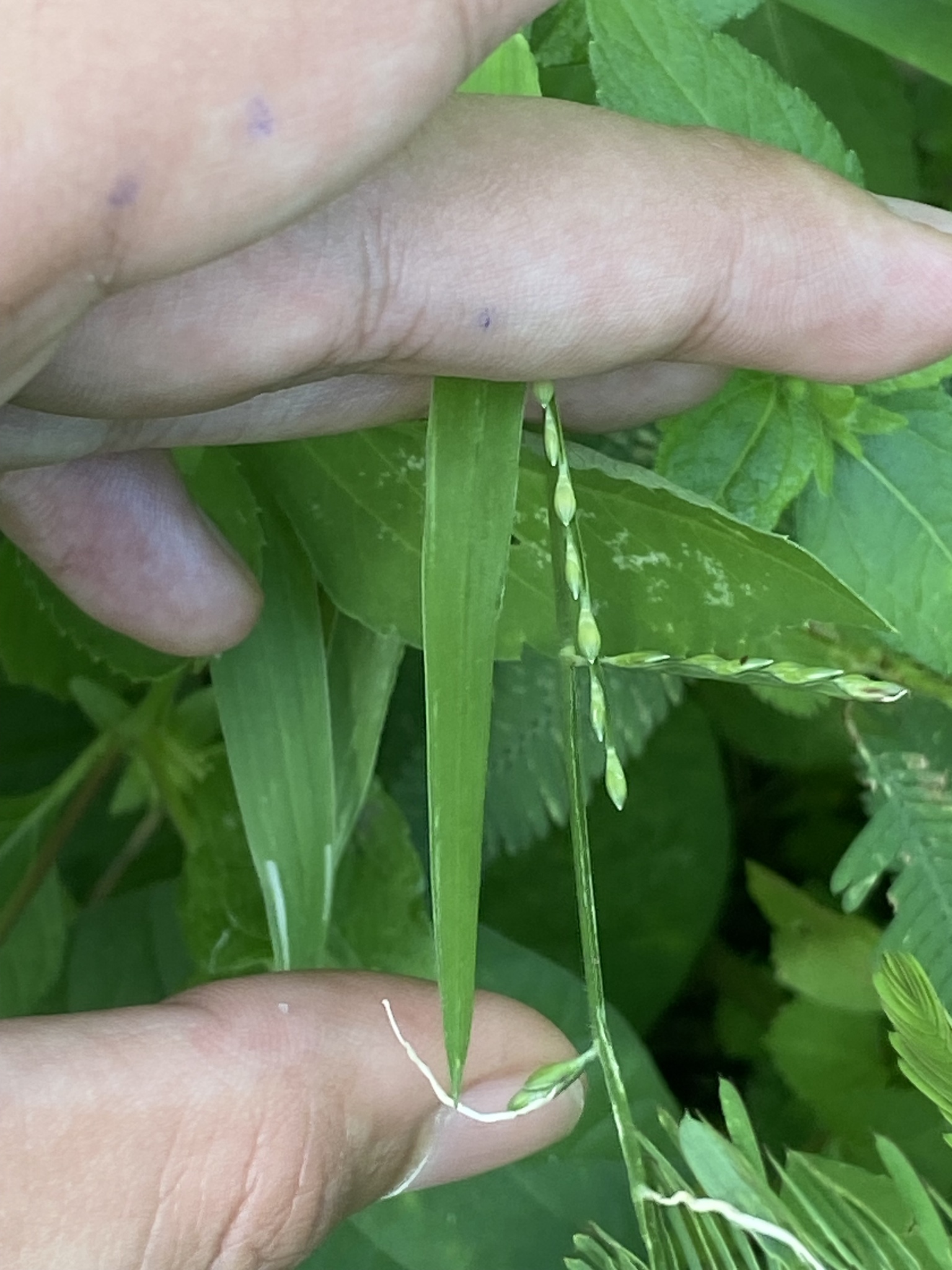 Urochloa distachyos — ảnh 2