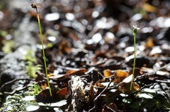 Lagenophora strangulata