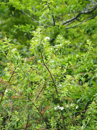 Spiraea prunifolia