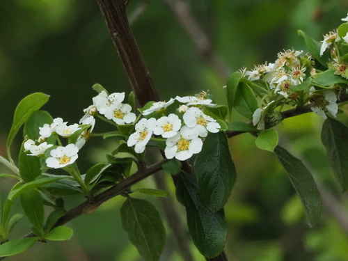 Spiraea prunifolia