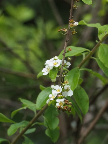Spiraea prunifolia