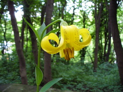 Lilium monadelphum