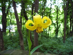Lilium monadelphum