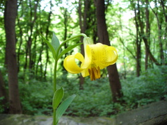 Lilium monadelphum