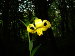 Lilium monadelphum