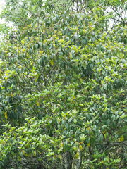 Viburnum propinquum, photograph author not stated, no rights reserved
