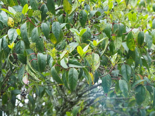 Image of Viburnum propinquum by no rights reserved