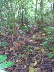 Chironius multiventris