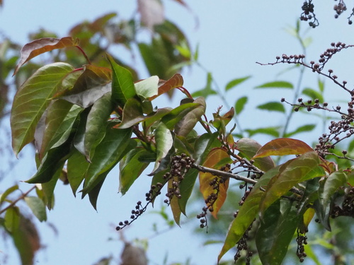 Image of Lyonia ovalifolia by no rights reserved