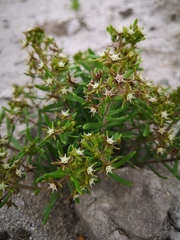 Aspidoglossum heterophyllum