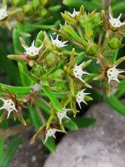 Aspidoglossum heterophyllum