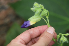 Thunbergia togoensis image