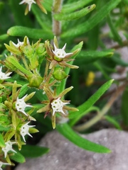 Aspidoglossum heterophyllum