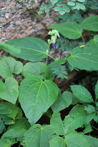 Thunbergia togoensis image