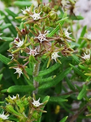 Aspidoglossum heterophyllum