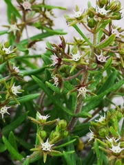 Aspidoglossum heterophyllum