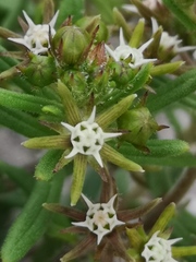 Aspidoglossum heterophyllum