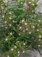 Aspidoglossum heterophyllum