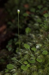 Lagenophora strangulata
